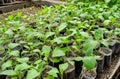 Seedlings eggplant in the greenhouse. Growing eggplant of vegetables in