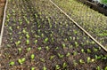 Seedlings eggplant in the greenhouse. Growing eggplant of vegetables in
