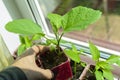 Seedlings of eggplant in pots on the window sill. Preparation for the summer season. Gardening