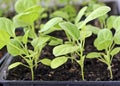 Seedlings of eggplant. Royalty Free Stock Photo