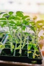 Seedlings of eggplants, tomatoes, sweet peppers grow on the window in the ground on a sunny day. Earth Day Concept Royalty Free Stock Photo