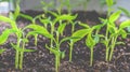 Seedlings of eggplants, tomatoes, sweet peppers grow on the window in the ground on a sunny day. Earth Day Concept Royalty Free Stock Photo