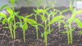 Seedlings of eggplants, tomatoes, sweet peppers grow on the window in the ground on a sunny day. Earth Day Concept Royalty Free Stock Photo