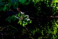 Seedlings of an English Lime tree with a dark background