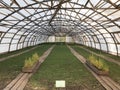 Seedlings of European spruce or Picea abies in the greenhouse of the nursery. Young plants in the greenhouse