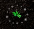 seedlings are fertile from fertile loam and have necessary digital mineral icons for planting