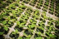 Seedlings flower in trays