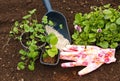 Seedlings of flowers Astra and viola on the background of soil and fertilizers