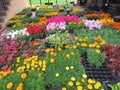 Seedlings of flowers in bloom: marigolds, petunias, gazania