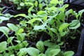 Seedlings of flowers, petunia, garden, flower, sprout