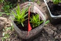 Seedlings of flowers in a plastic pot before the transfer Royalty Free Stock Photo