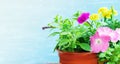 Seedlings flowers in pot. Flower on wooden table Royalty Free Stock Photo
