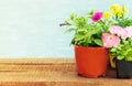 Seedlings flowers in pot. Flower on wooden table Royalty Free Stock Photo