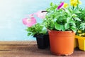 Seedlings flowers in pot. Flower on wooden table Royalty Free Stock Photo