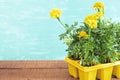 Seedlings flowers in pot. Flower on wooden table Royalty Free Stock Photo