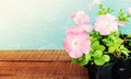 Seedlings flowers in pot. Flower on wooden table Royalty Free Stock Photo