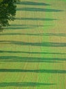 Seedlings form Regular Striped Field with tree shadows Royalty Free Stock Photo