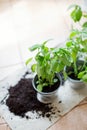 Seedlings of fresh green herb basil Royalty Free Stock Photo