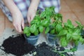 Seedlings of fresh green herb basil Royalty Free Stock Photo