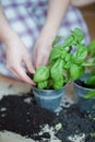 Seedlings of fresh green herb basil Royalty Free Stock Photo