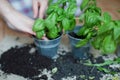 Seedlings of fresh green herb basil Royalty Free Stock Photo