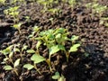 Seedlings of fresh greenleaves