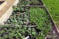 Seedlings in garden containers Royalty Free Stock Photo