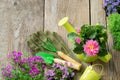 Seedlings of garden flowers in flowerpots. Garden equipment: watering can, bucket, shovel, rake, gloves. Royalty Free Stock Photo