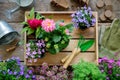 Seedlings of garden flowers on wooden tray, watering can, bucket, shovel, rake, gloves. Royalty Free Stock Photo