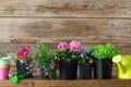 Seedlings of garden plants and beautiful flowers in flowerpots for planting on a flower bed. Garden equipment. Royalty Free Stock Photo