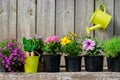 Seedlings of garden plants and beautiful flowers in flowerpots for planting on a flower bed. Hanging watering can on wooden wall. Royalty Free Stock Photo