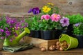 Seedlings of garden plants and flowers in flowerpots, bulbs of spring flowers, watering can, bucket, gloves. Royalty Free Stock Photo