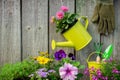 Seedlings of garden plants and flowers in flowerpots. Garden equipment: watering can, buckets, shovel, rake, gloves. Royalty Free Stock Photo