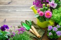 Seedlings of garden plants and flowers in flowerpots. Garden equipment. Top view. Royalty Free Stock Photo