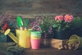 Seedlings of garden plants and flowers in flowerpots. Watering can, buckets, shovel, rake, gloves. Royalty Free Stock Photo