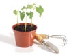 Seedlings and garden tools Royalty Free Stock Photo
