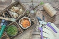 Seedlings, garden tools and bulbs in wooden box