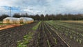 Garlic seedlings garlic Allium cepa young planting bulb bio detail greenhouse foil field soil crop farm farming