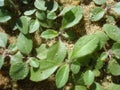 Seedlings of the genus Conyza