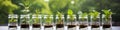 Seedlings in glass bottles on the windowsill Royalty Free Stock Photo