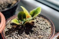 Seedlings of Gloxinia. A young plant in a pot Royalty Free Stock Photo
