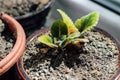 Seedlings of Gloxinia. A young plant in a pot. Royalty Free Stock Photo