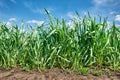 Seedlings of grain crops closeup, wheat field and blue sky, spring landscape