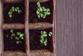 green basil seedlings in organic trays on wooden background Royalty Free Stock Photo