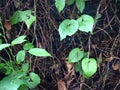 Seedlings green leaf