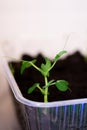 Seedlings of green peas plant growing at home in plastic container on the windowsill