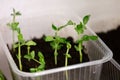 Seedlings of green peas plant growing at home in plastic container on the windowsill