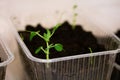 Seedlings of green peas plant growing at home in plastic container on the windowsill