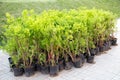 Seedlings of green shrubs in plastic pots for planting in the spring. Royalty Free Stock Photo