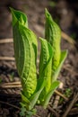 seedlings